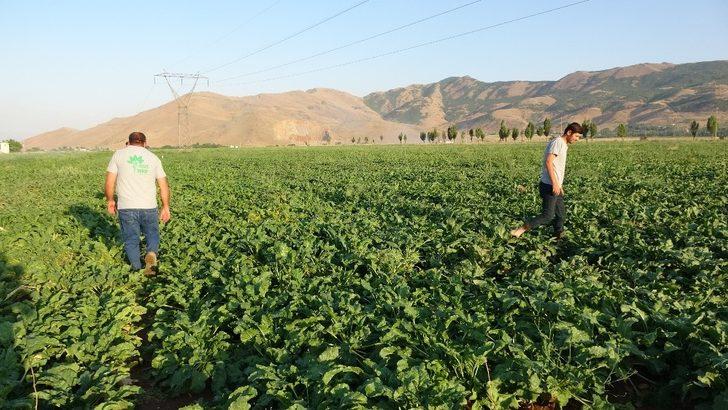 (Özel) Muş Şeker Sanayi A.Ş.’den bölgenin iklim koşuluna uygun tohum çalışması G3