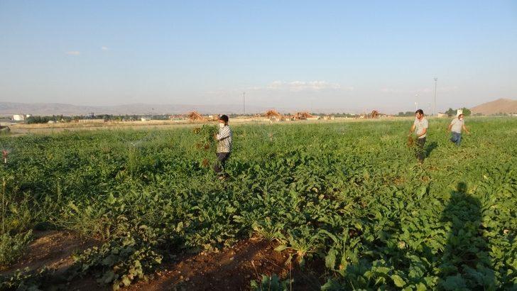 (Özel) Muş Şeker Sanayi A.Ş.’den bölgenin iklim koşuluna uygun tohum çalışması G4