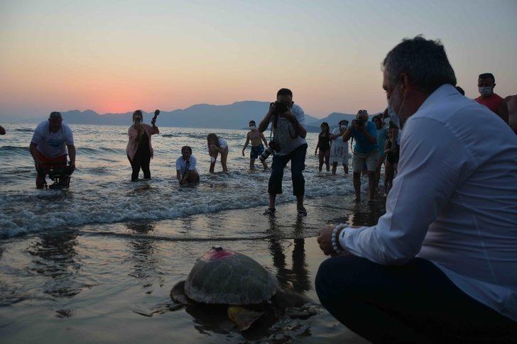 Tedavileri tamamlanan ve takip cihazı takılan caretta carettalar denize bırakıldı G4