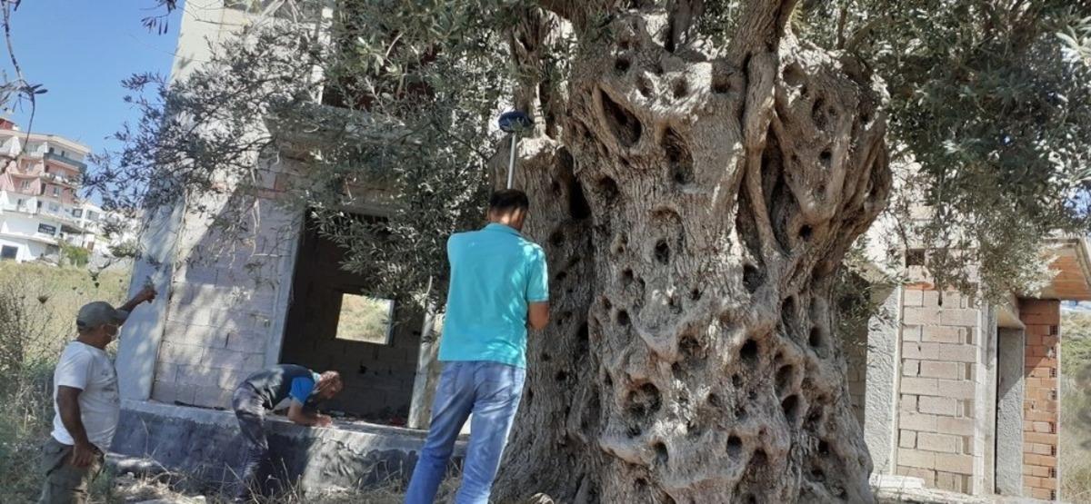 Bitişiğine villa yapılan 1500 yıllık zeytin ağacının tescili i&ccedil;in &ccedil;alışma başlatıldı