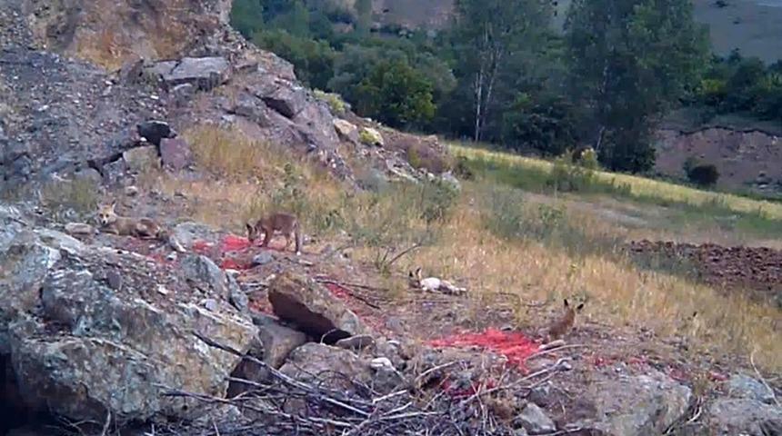 Anne tilki ve 4 yavrusu yuvalarında g&ouml;r&uuml;nt&uuml;lendi