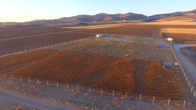 Belediye, Özel İdare ve Arıcılar Birliği çalışması ile ’Anadolu Arısı’ ıslahı yapılacak