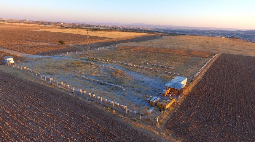 Belediye, Özel İdare ve Arıcılar Birliği çalışması ile ’Anadolu Arısı’ ıslahı yapılacak