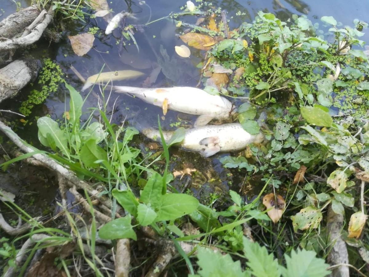 Karasu Deresi&rsquo;nde yaşanan balık &ouml;l&uuml;mleri vatandaşları tedirgin etti