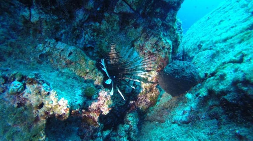 Denizlerin korkulu rüyası! Bodrum'u istila ettiler