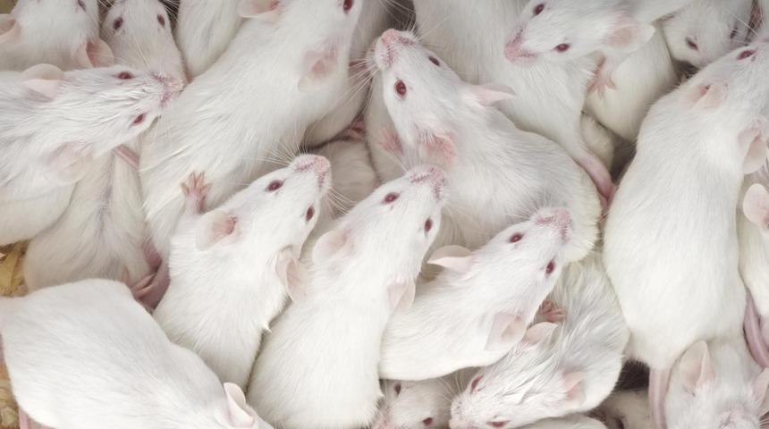 Korona aşısında yeni başarı: Burundan uygulanacak!