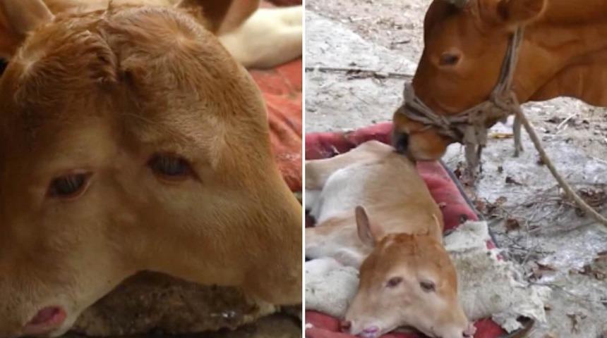 &Ccedil;in&rsquo;de doğan &ccedil;ift başlı buzağı g&ouml;renleri şaşkına &ccedil;evirdi