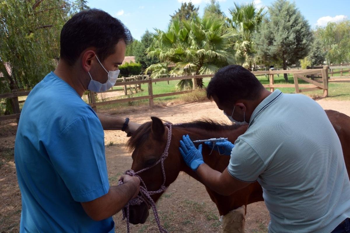 Yaralı at koruma altına alındı