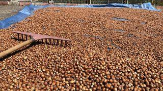 Piyasada fındık yok, talep karşılanamıyor