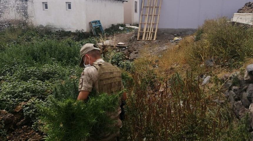 Arpa&ccedil;ay&rsquo;da kenevir ele ge&ccedil;irildi