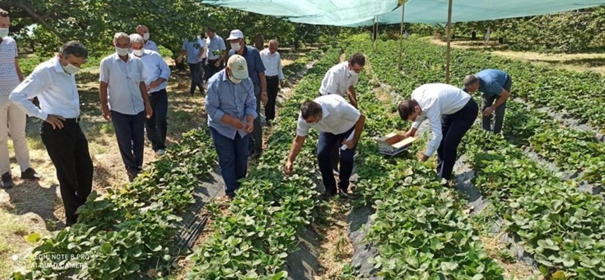 Kale&rsquo;de &Ccedil;ilek yaygınlaşıyor