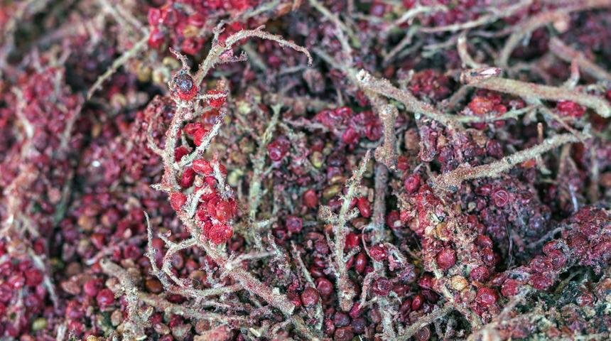 Kilosu 25 liradan satılıyor! Hem şifa hem de geçim kaynağı