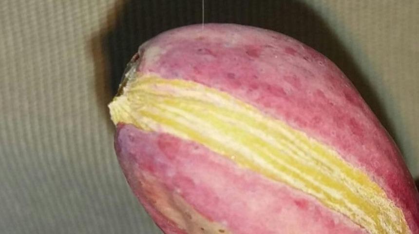 Adıyaman&rsquo;da &lsquo;Udumbara&rsquo; &ccedil;i&ccedil;eği g&ouml;r&uuml;ld&uuml;