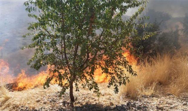 Kahta’da meyve ağaçlarının da bulunduğu alanda yangın