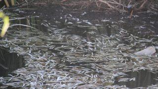 Göl yüzeyini kapladı! Beyşehir'de endişelendiren manzara