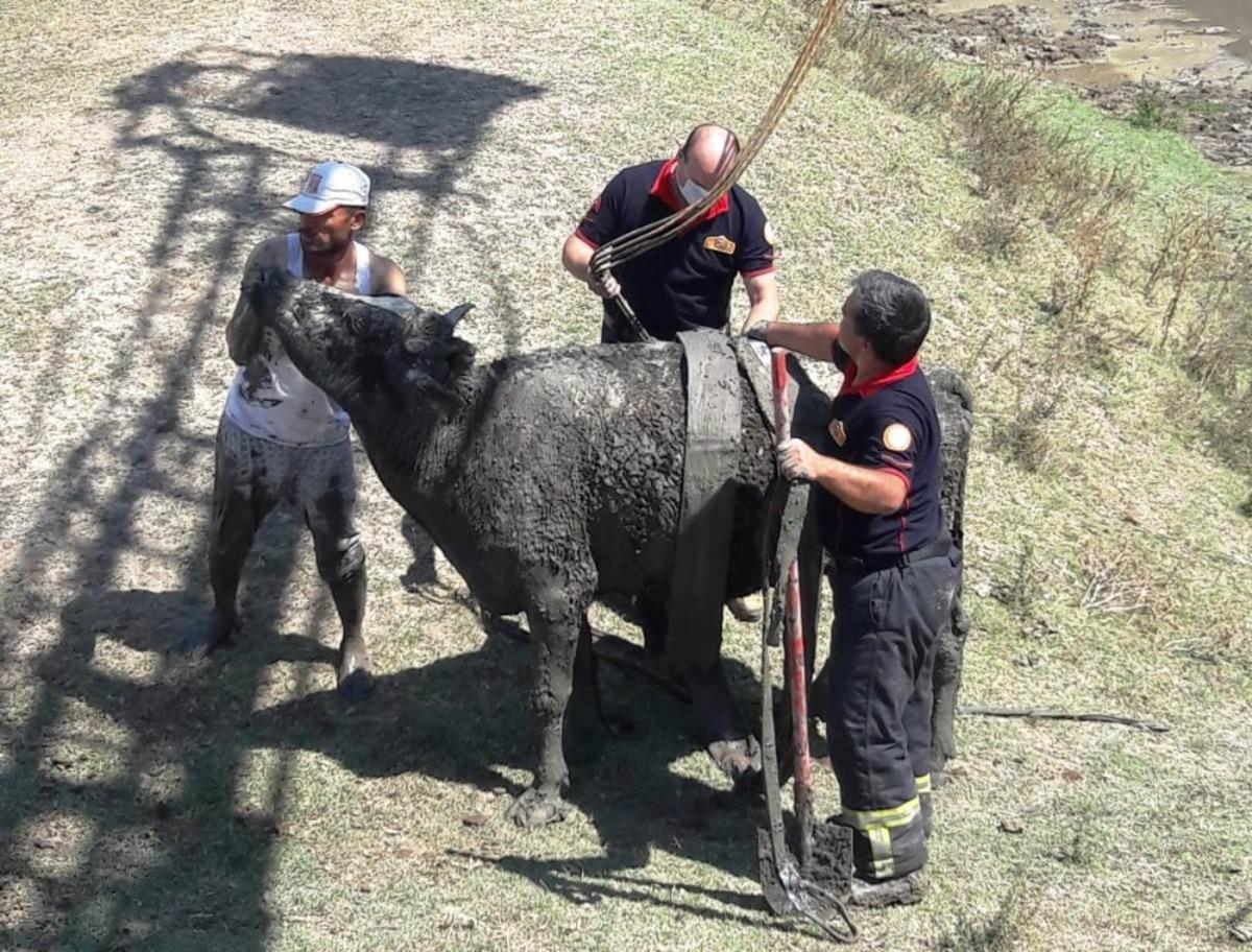 K&uuml;tahya&rsquo;da bataklığa saplanan ineği itfaiye kurtardı