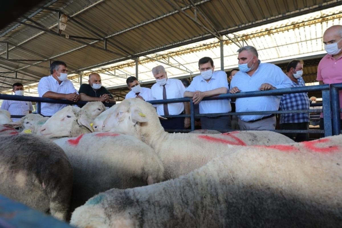 Burdur&rsquo;da &ccedil;it&ccedil;ilere 200 adet damızlık ko&ccedil; dağıtıldı