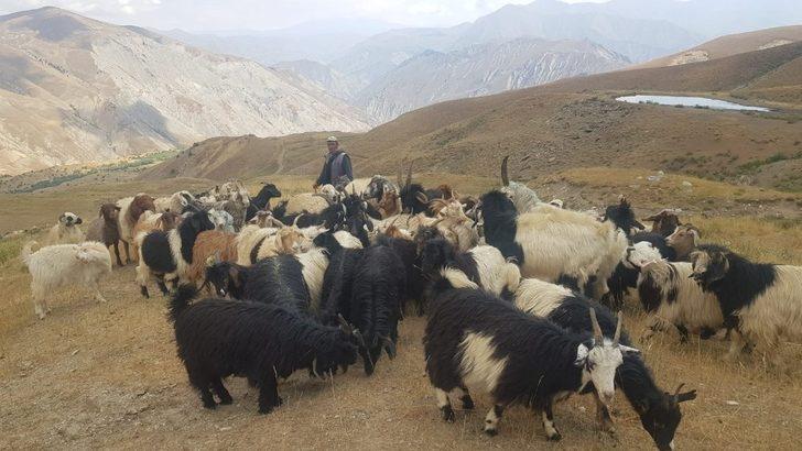 Hakkarili yaylacılar elektrik istiyor G4