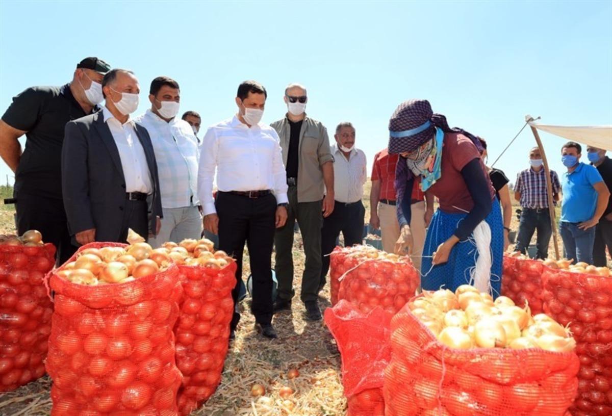 Vali Masatlı&rsquo;dan tarlalardaki hasada inceleme