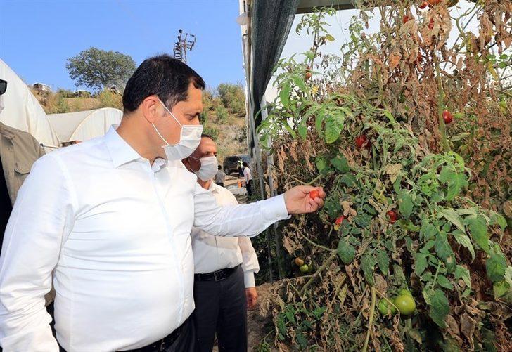 Vali Masatlı’dan tarlalardaki hasada inceleme G3