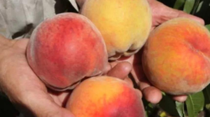 Kanada'da ABD'den ithal edilen şeftalilerde Salmonella endişesi