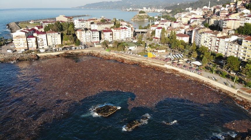Giresun'da selin sürüklediği ağaçlar deniz yüzeyini kapladı