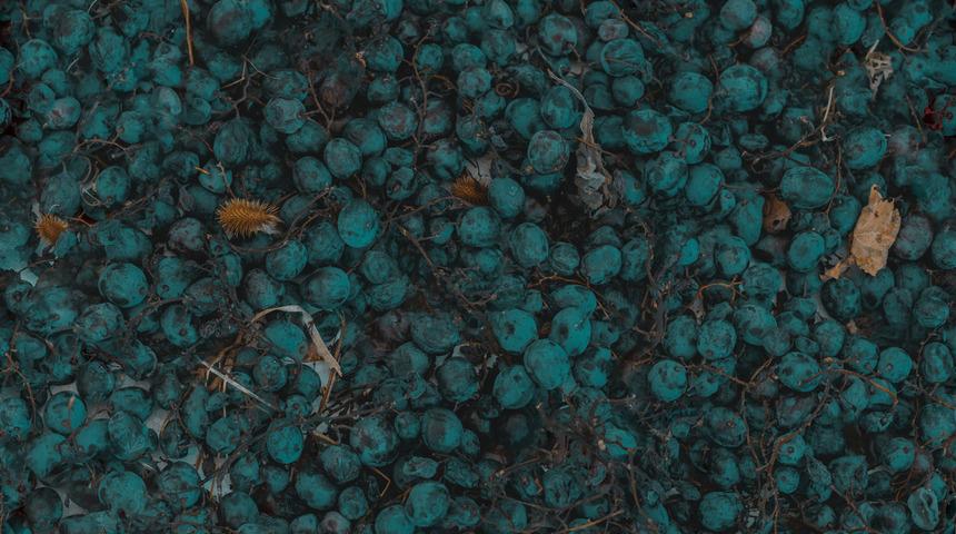 Tarlada izin olsun, yemeye yüzün olsun