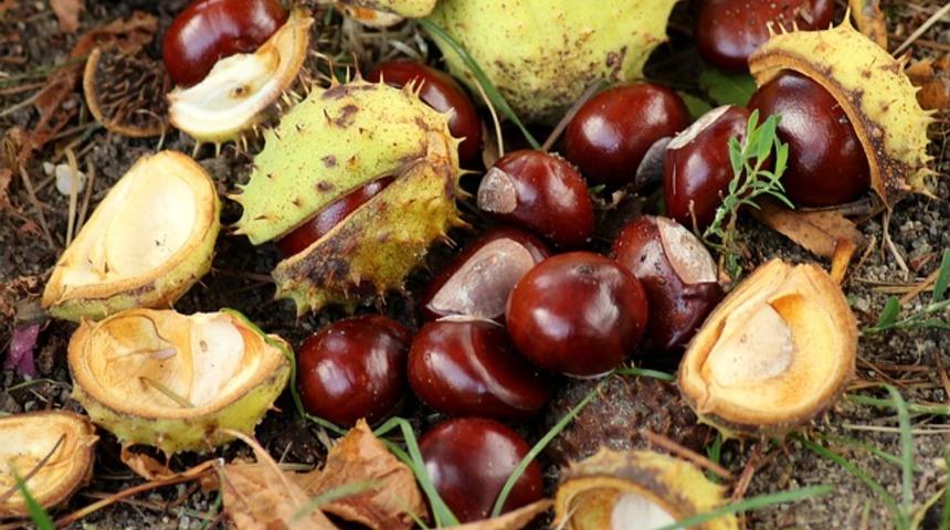  Saç dökülmesini, hazımsızlığı, stresi azaltıyor! At kestanesinin şaşırtan faydaları...