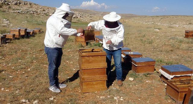 Erzincan’da arıcıların bal sağım mesaisi başladı