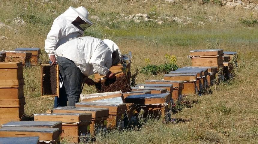Erzincan’da arıcıların bal sağım mesaisi başladı