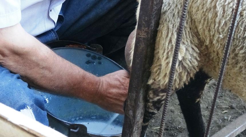 Ezine peynirinin sırrı çözüldü! Bölgede yetişen hayvanlar...