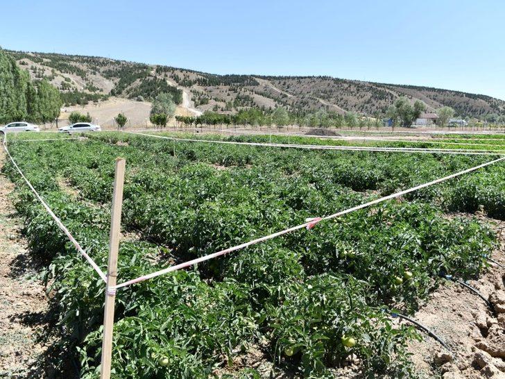 Mamak tarımda hedef büyütüyor G4