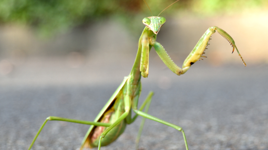Bu b&ouml;cekleri asla &ouml;ld&uuml;rmeyin! Peygamberdevesini &ouml;ld&uuml;rmek...