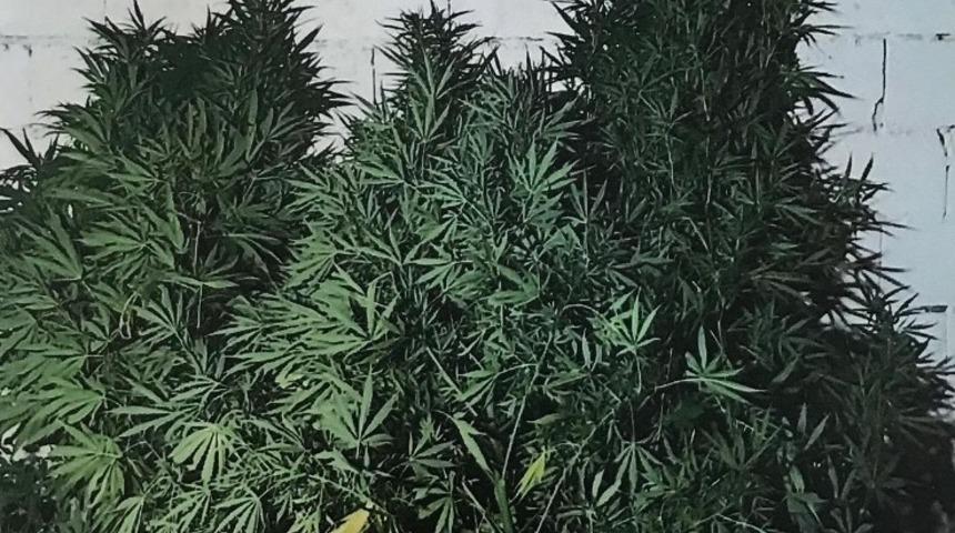 Evinin bah&ccedil;esine kenevir eken şahsı jandarma yakaladı