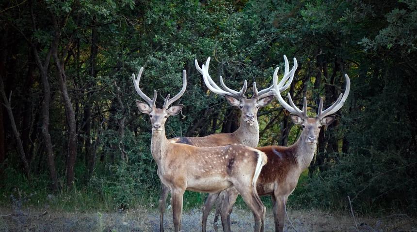 Başına 11 bin 500 lira &ouml;d&uuml;l konmuştu! O karar durduruldu