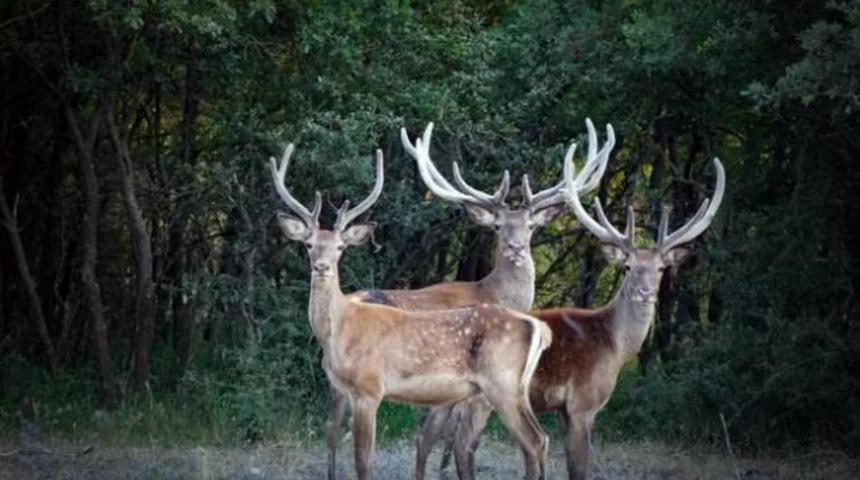 İhaleyle ava &ccedil;ıkarılan 7 geyik mahkeme kararıyla kurtarıldı