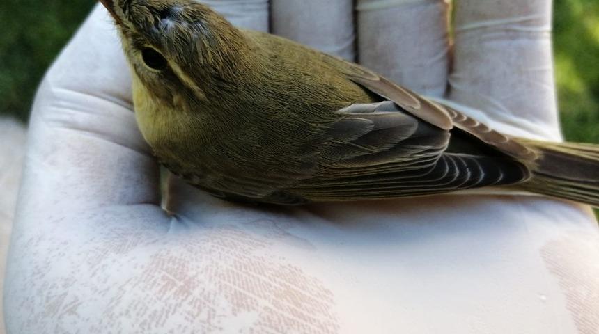 Bayılan sinek kuşunu kendine getirerek yeniden doğaya bıraktı