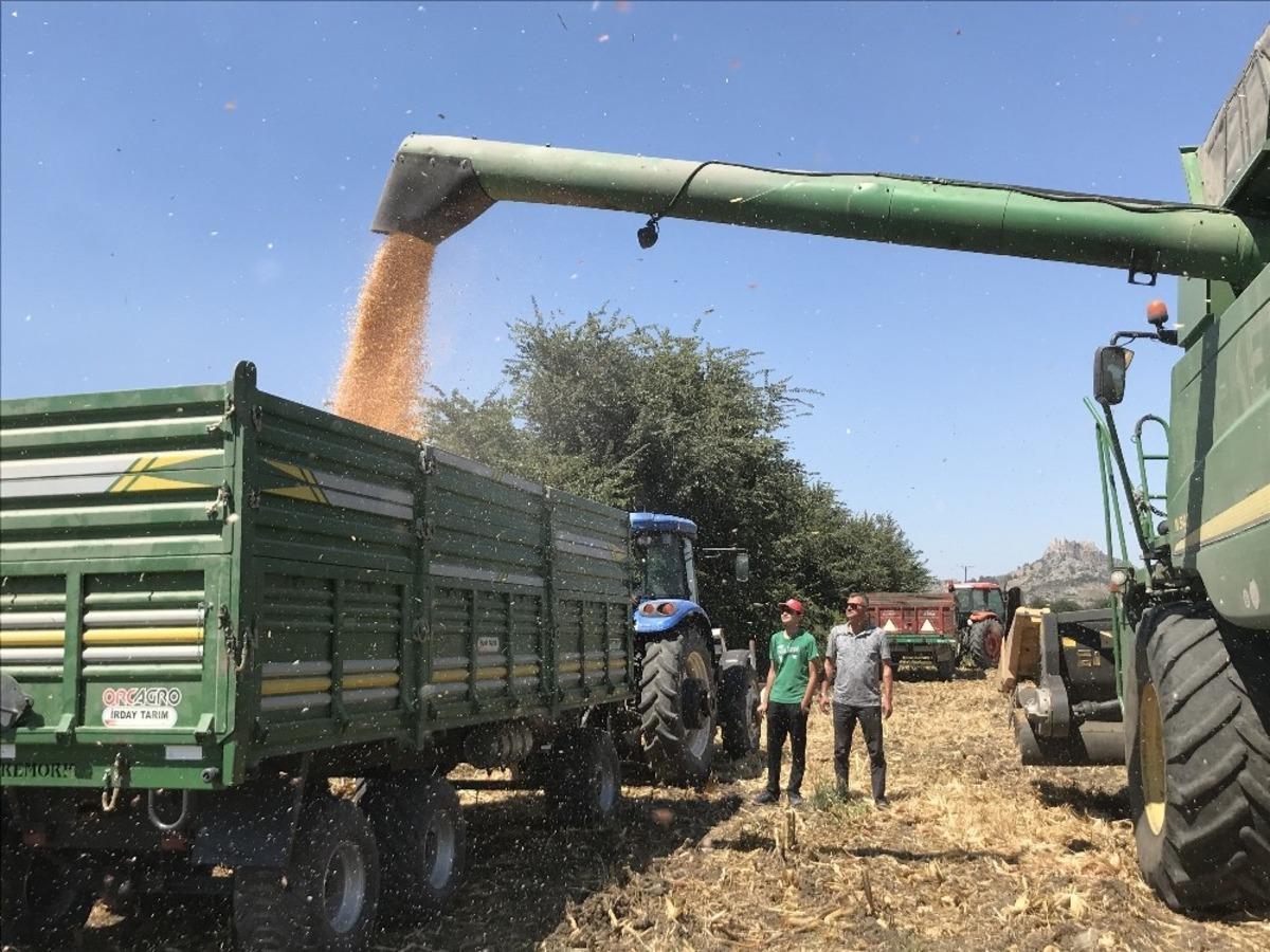 Ceyhan&rsquo;da mısır hasadı başladı