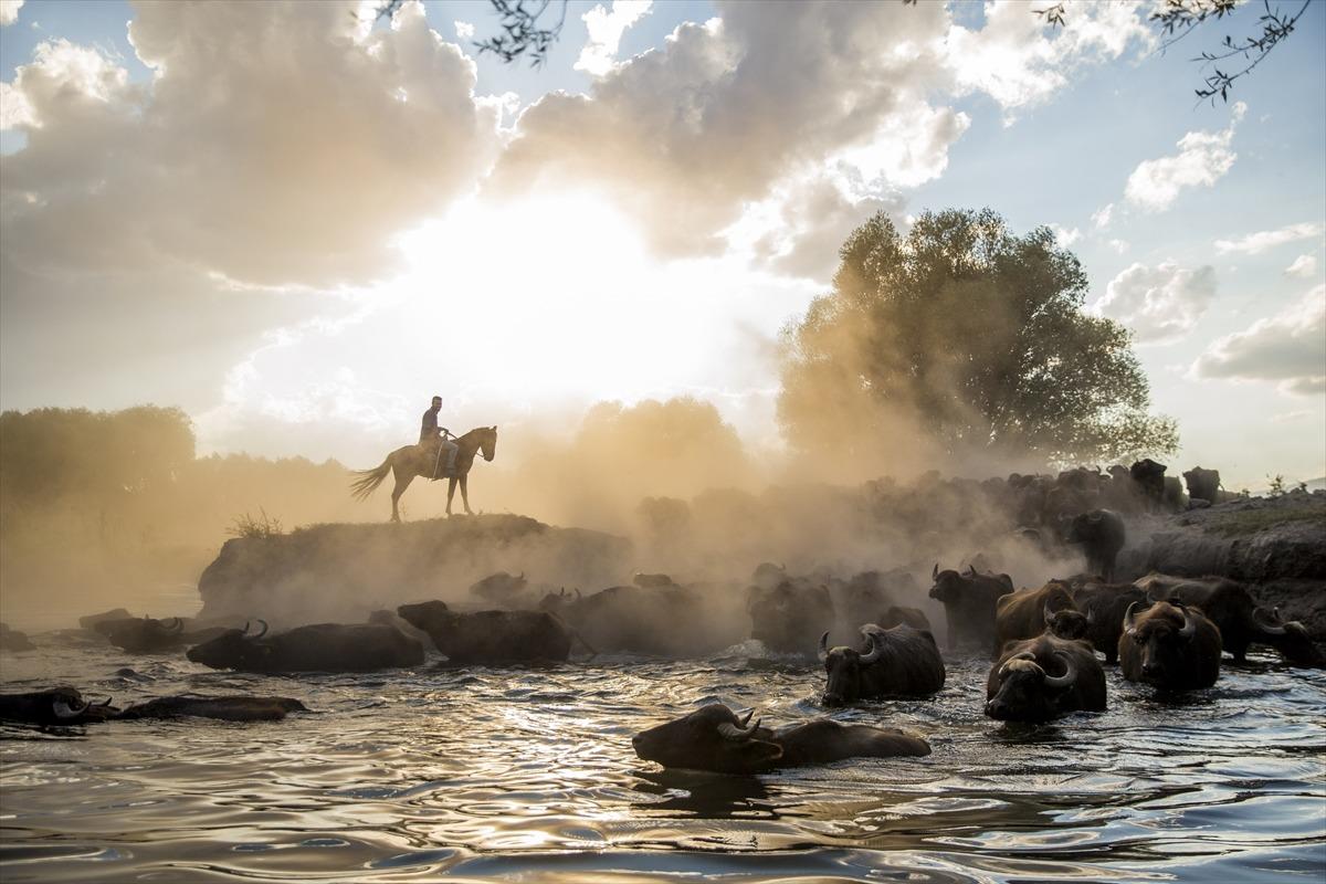 700 tanesi bir arada! Mest eden manzara