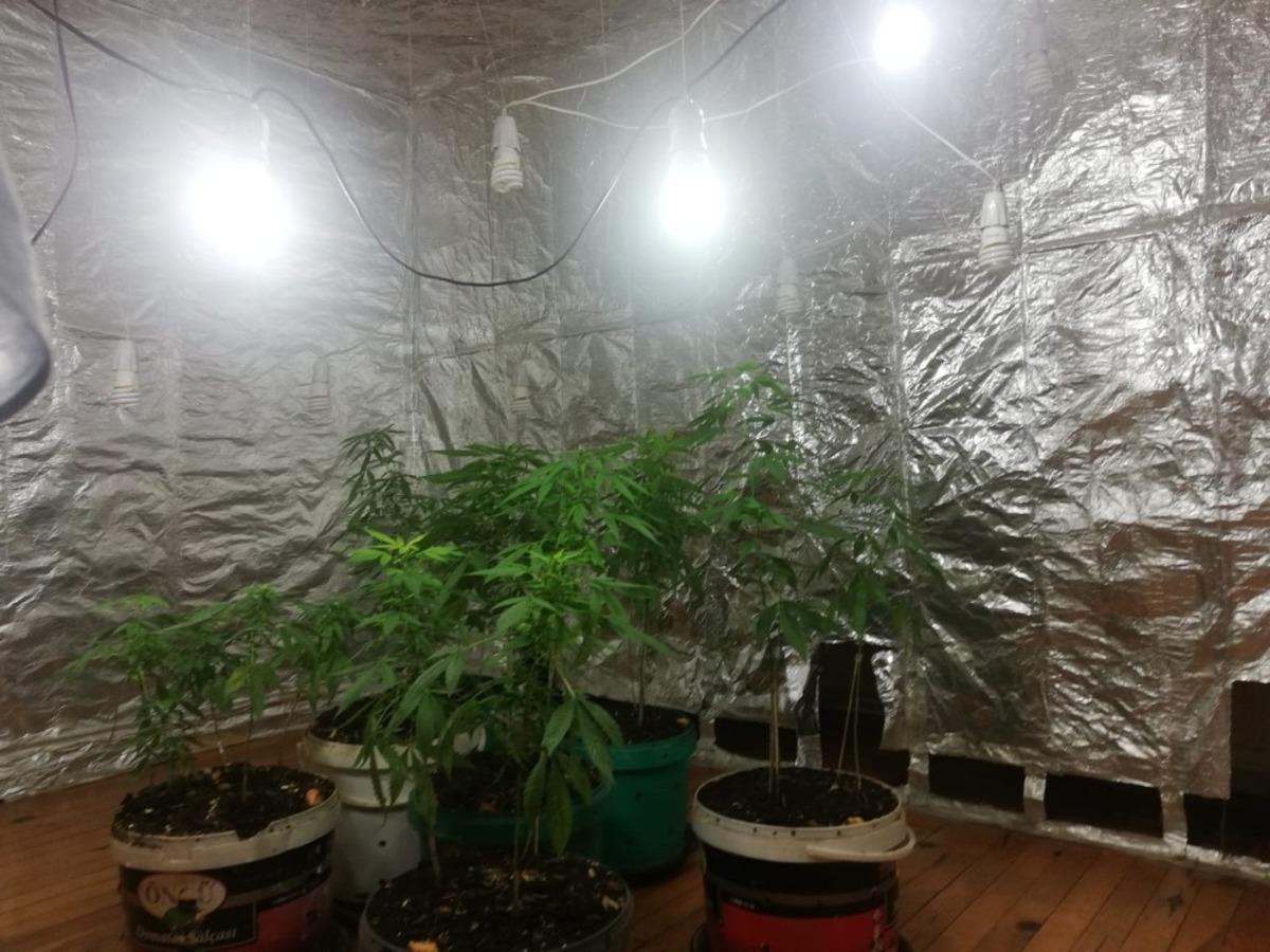 Kenevir yetiştirmek i&ccedil;in &ouml;zel oda kurulan eve operasyon