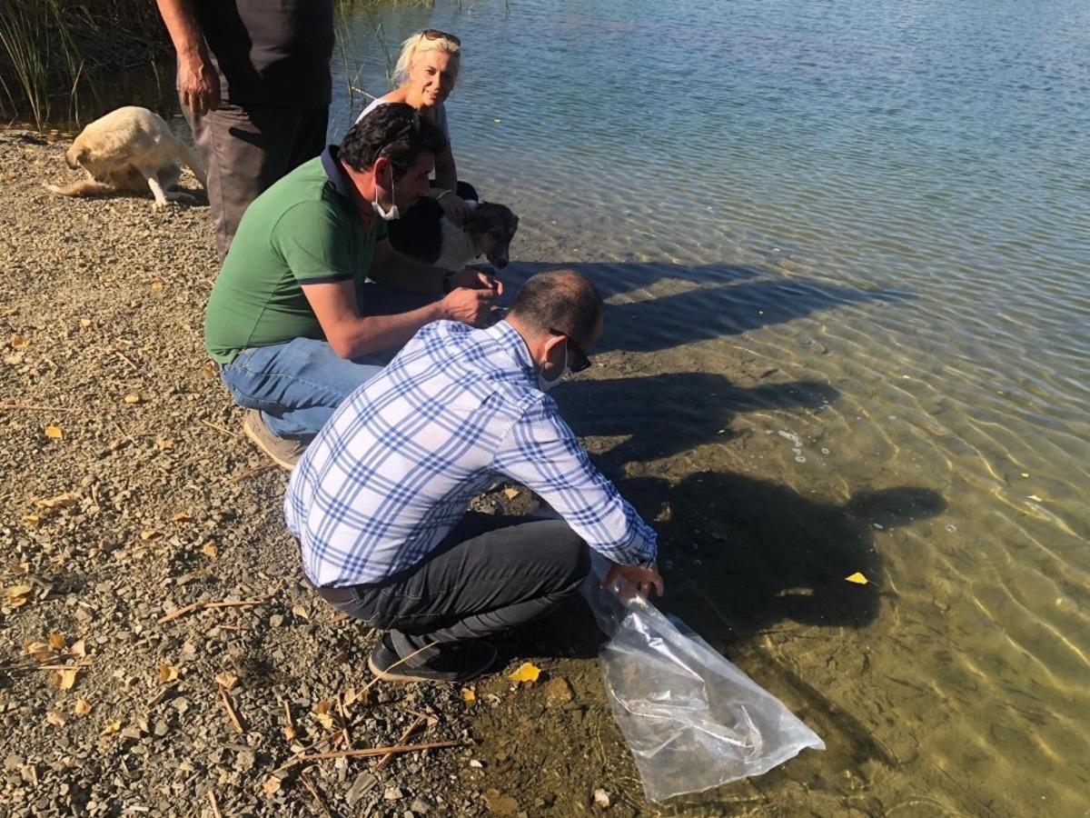H&uuml;y&uuml;k&rsquo;&uuml;n g&ouml;letlerine yavru sazan balığı takviyesi