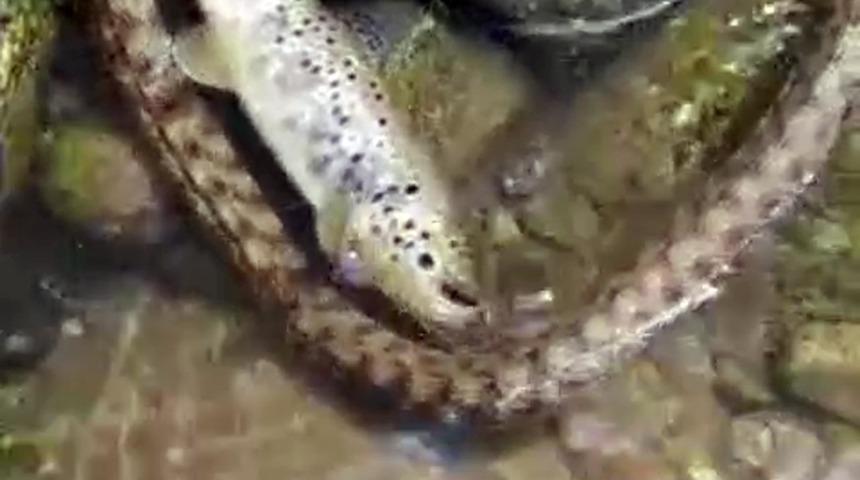 Kırmızı benekli alabalığın yılandan kurtulma m&uuml;cadelesi