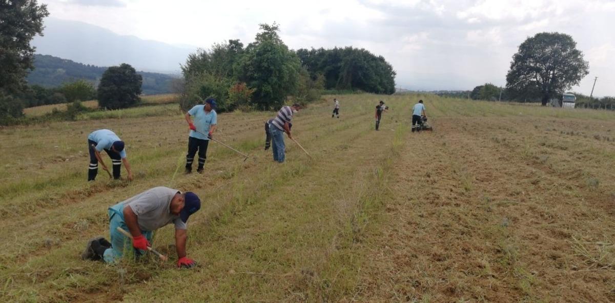 İzmit Belediyesi lavanta bah&ccedil;esinin bakımını aksatmıyor