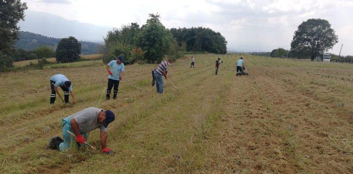 İzmit Belediyesi lavanta bahçesinin bakımını aksatmıyor G1