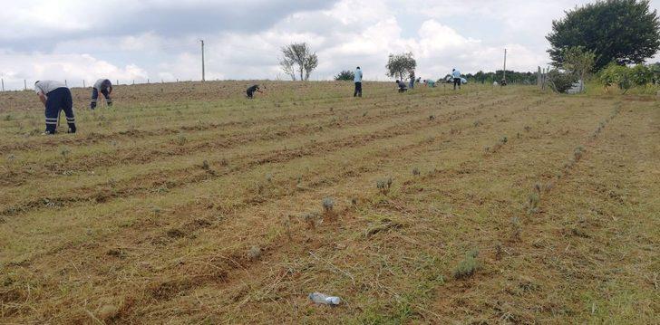 İzmit Belediyesi lavanta bahçesinin bakımını aksatmıyor G2