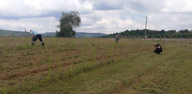 İzmit Belediyesi lavanta bahçesinin bakımını aksatmıyor G3