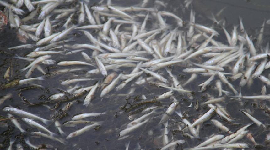 Suya elektrik akımı mı verildi? Toplu balık ölümlerinin nedeni belli oldu