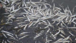 Suya elektrik akımı mı verildi? Toplu balık ölümlerinin nedeni belli oldu