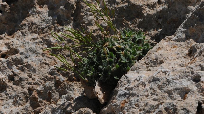 Nesli t&uuml;kendiği d&uuml;ş&uuml;n&uuml;l&uuml;yordu! Bilim d&uuml;nyasında 'Bakır kazteresi' şaşkınlığı 
