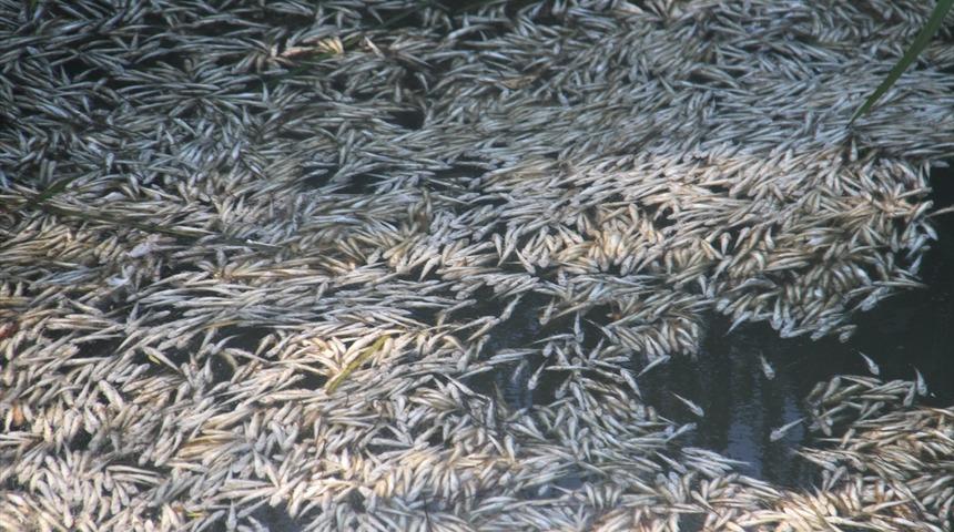 G&ouml;l y&uuml;zeyi &ouml;l&uuml; balıklarla kaplanmıştı! Nedeni ortaya &ccedil;ıktı